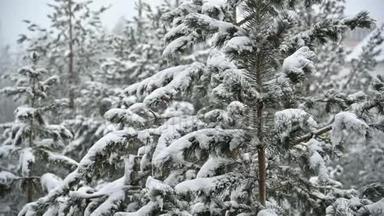 针叶林冬季降雪。 柔和的白雪皑皑的圣诞节早晨，降雪缓慢。 视频